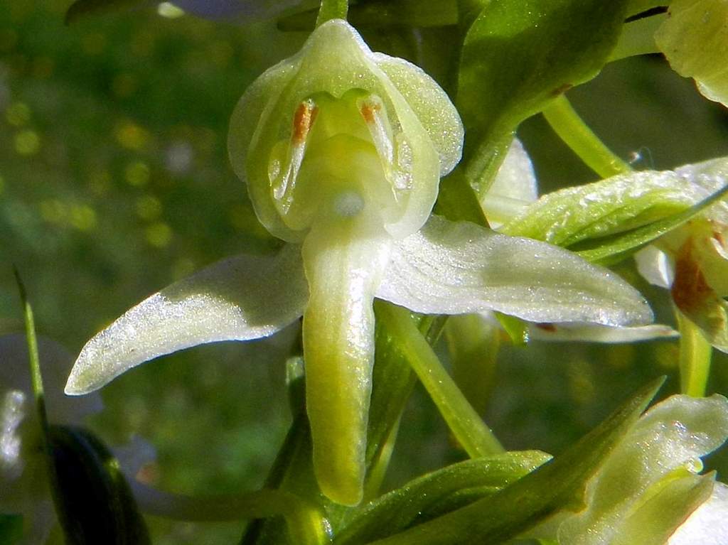 Pirenei Occidentali francesi: Platanthera chlorantha